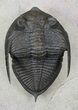 Bumpy Zlichovaspis Trilobite - Great Eye Facets #31044-2